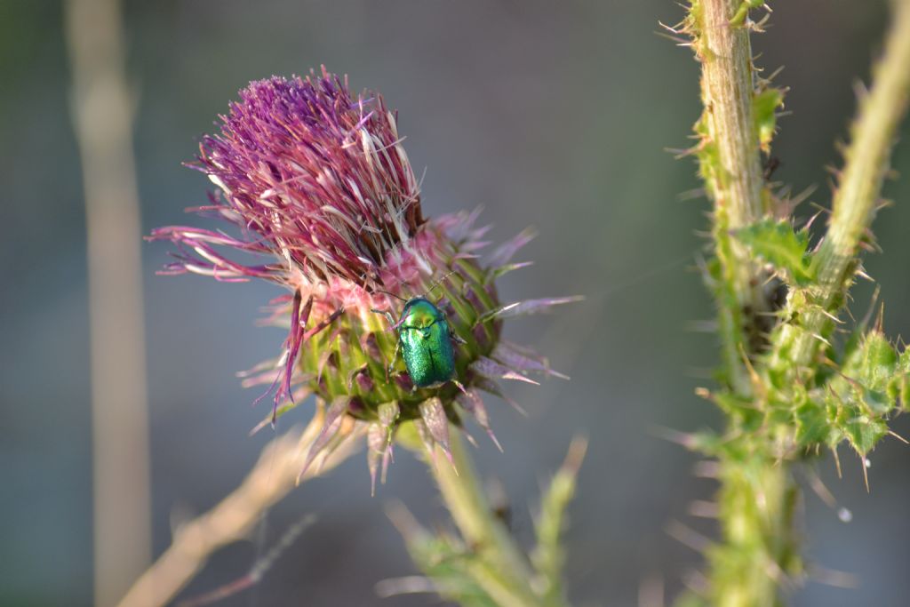 Coleottero verde brillante su cardo: Cryptocephalus sericeus